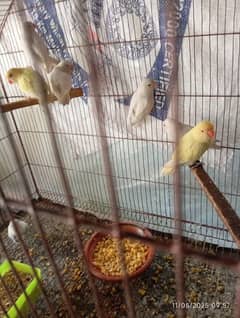love birds