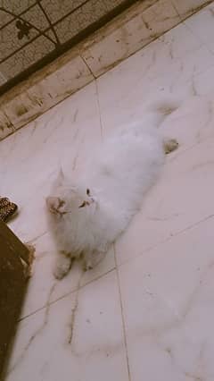 cat for sale
