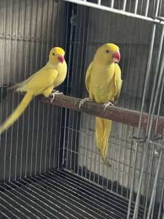 Yellow Ringneck breeder pair for sale