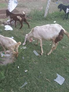 Desi Bakri aik bakroti k Sath
