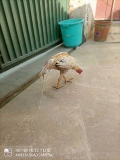 ASEEL MURGHA MIANWALI