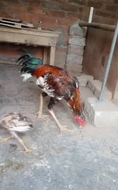 aseel chicks healthy and active