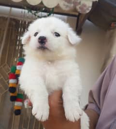 Russian dog puppy