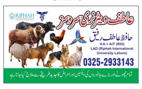 Veternairy Doctor in Lahore | All Animal Treatment & Home Service