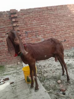 Bakri h acha dodh deti h
