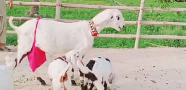 desi bakri 3 bacchon ke sath for sale 03470617342