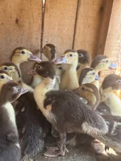 Muscovy duck babies