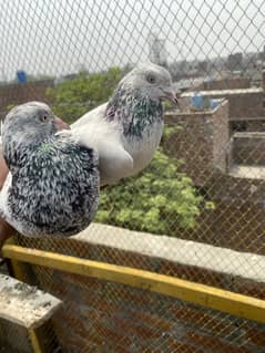 Pigen parwazi