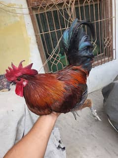 Masri Murga Desi Murga