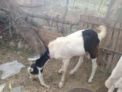 BAKRA