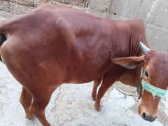 2 dant bachia 2 han Ghar ki Pali hui meat weat 1)5 man wazan or 1))4ma