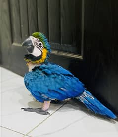 Blue and Gold Macaw | Macaw Parrot | Macaw Chicks | Parot