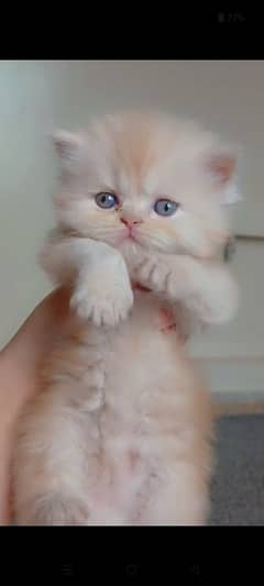 for sale