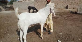 2 Dant Bakra Qurbani ke liye for Sale _ 03207353182