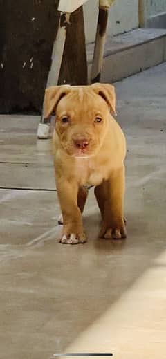 Pitbull FEMALE PUP