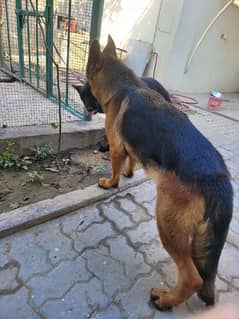 German Shepherd for sale