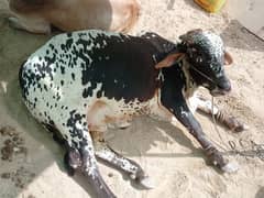 BACHRA