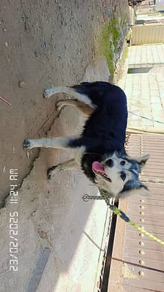 Siberian Husky Female Top Blood Line  Urgent For Sale