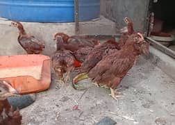 RIR Heritage 2 Months old Roosters Available