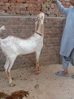 for sale 03224955925