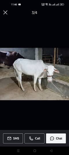 mashaAllah nokri bachri for sale  2dant meat weight 95kg 03302253512