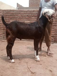 Rajanpuri bakra +sheera print
