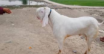 Qurbani Lagne Wala Desi Bakra For Sale CALL _03207353182
