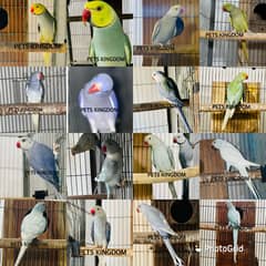 Ringneck mutations