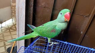 Raw Parrot 0.5 month age