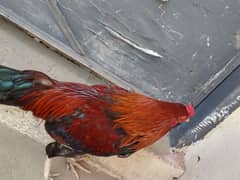 lakha Aseel Murgah for sale Whatsapp contact 03231581923