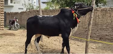 Qurbni ka Animal for sale Chakwal or Rawalpindi ,Islamabad