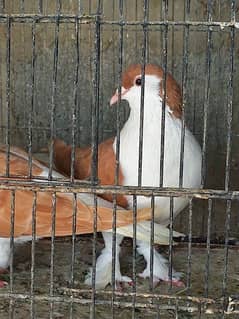 shirazi pair