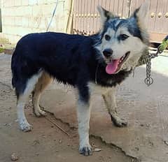 Siberian Husky Female /Non Pedigree/Double Coat/Havey Bone Structure