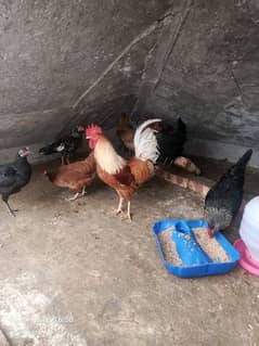 Hens