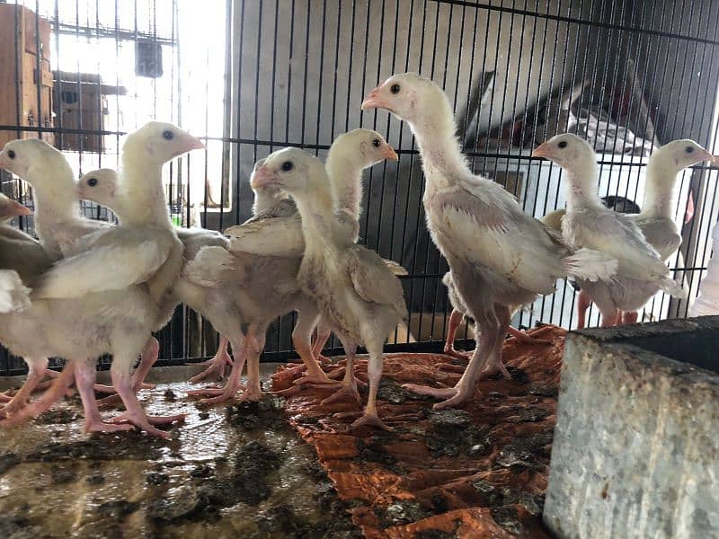 shamo | white O shamo | | heera aseel | paper white aseel chicks 0