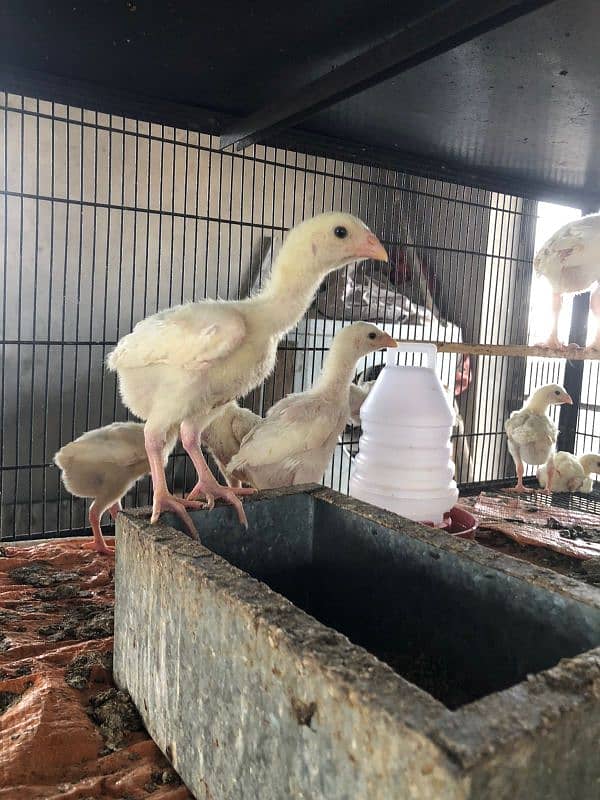 shamo | white O shamo | | heera aseel | paper white aseel chicks 2