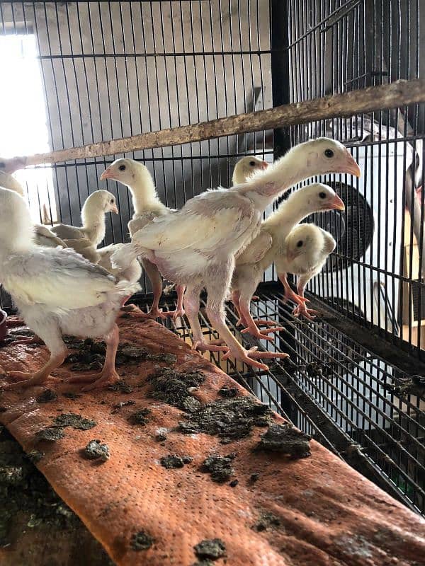 shamo | white O shamo | | heera aseel | paper white aseel chicks 3