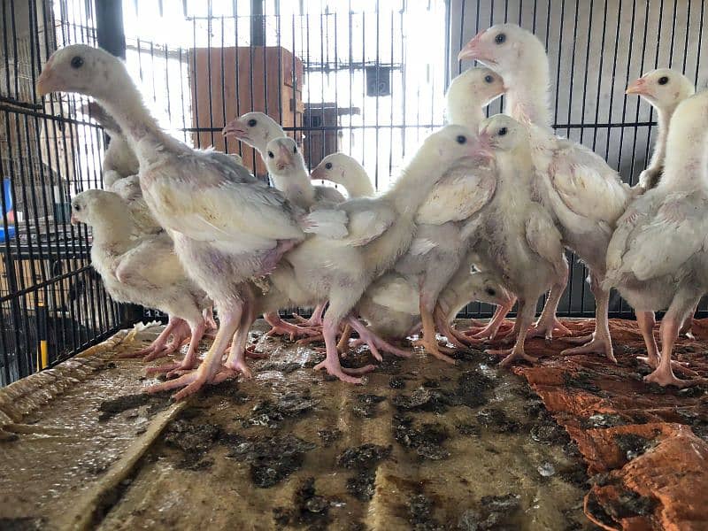 shamo | white O shamo | | heera aseel | paper white aseel chicks 4