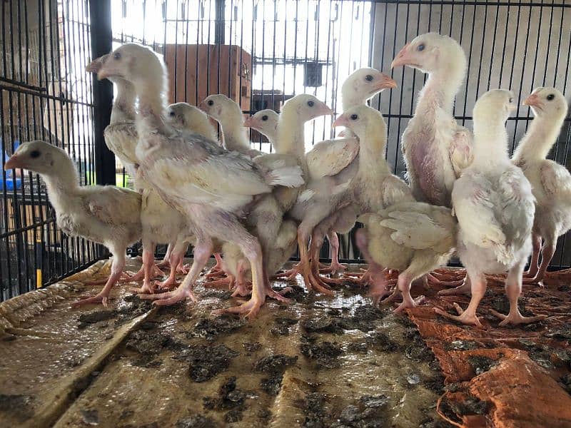 shamo | white O shamo | | heera aseel | paper white aseel chicks 6