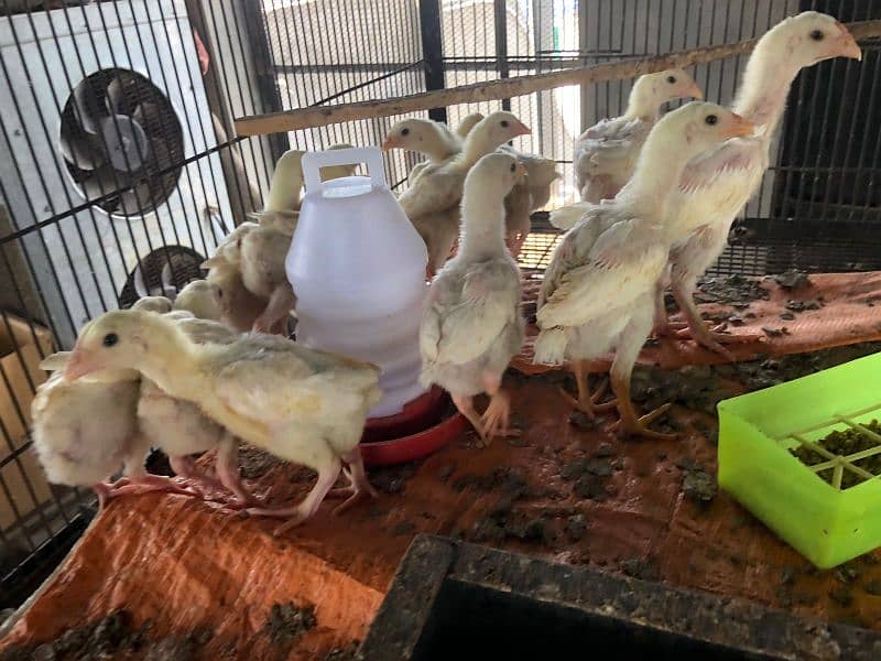 shamo | white O shamo | | heera aseel | paper white aseel chicks 7