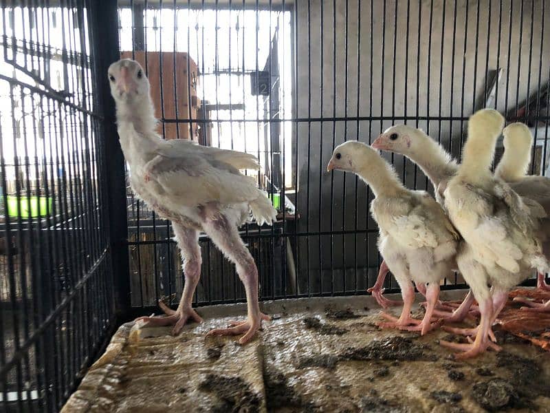 shamo | white O shamo | | heera aseel | paper white aseel chicks 8