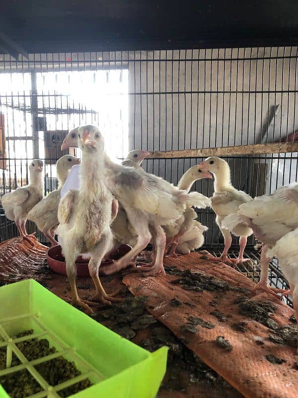 shamo | white O shamo | | heera aseel | paper white aseel chicks 9
