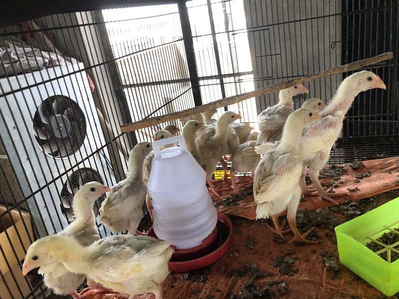 shamo | white O shamo | | heera aseel | paper white aseel chicks 10