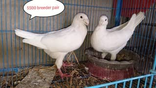 Fancy pigeons | Jacobin | German beauty | frill back | nun | danish