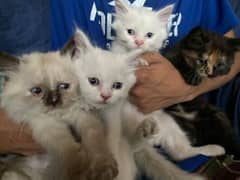 persian kittens