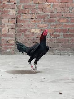 Thai Chicks, Heera Chicks available for sale