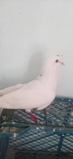 kabuteer