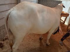 Brahman Bulls / sahiwal /cholistani /bull /bachra /qurbani