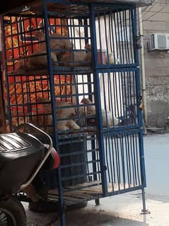 chicken shop cage , pinjra ,khuda , poultry, hen