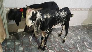 Rajan purriya for sell